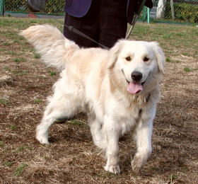 �S�[���f���̃Z�V���N