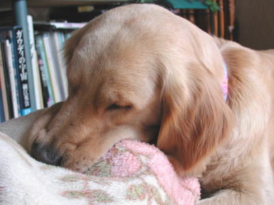 �u�������Ă�Ɨ��������񂾁I�v