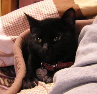 ���ˌ����I