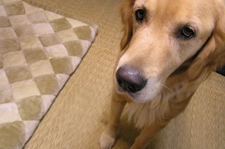 �V��ł��ꂽ���Ă�������Ȃ��E�E�E