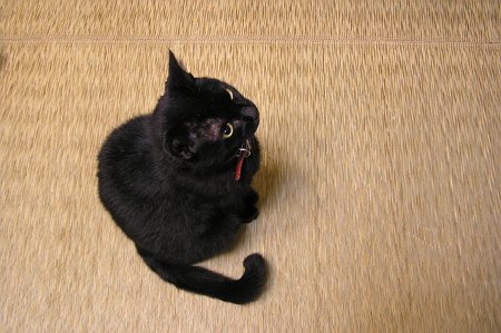 ���̊O���C�ɂȂ��E�E�E