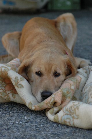 ���E�t�_�C�X�L��