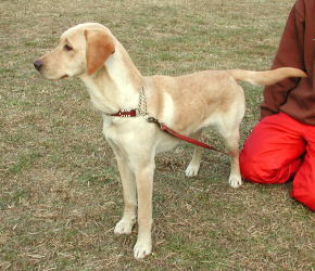 �f�B�X�N�h�b�O�̃e�B�i�����